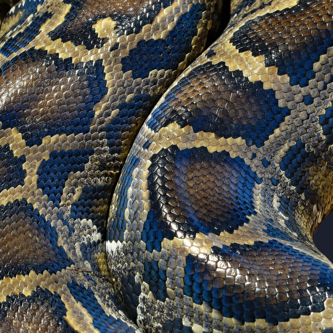 close-up of a Python snake